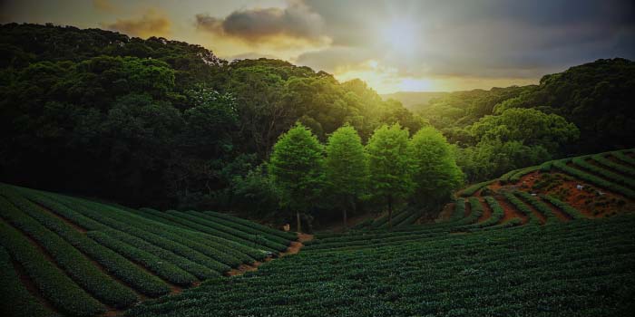 Darjeeling