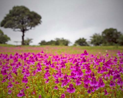 Kas Pathar - Sajjangad