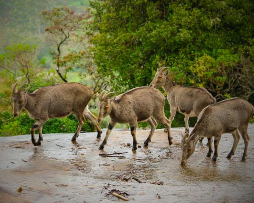 Munnar - Thekkady - Alleppey Hotel/HB